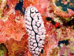 Nudi taken at Phi Phi Islands, Thailand with a Canon A80,... by Dennis Siau 